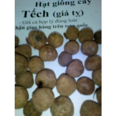 1KG HẠT GIỐNG CÂY HÔNG