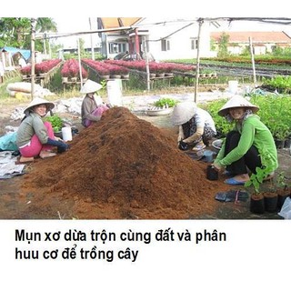 Mụn xơ dừa trồng cây, cải tạo đất