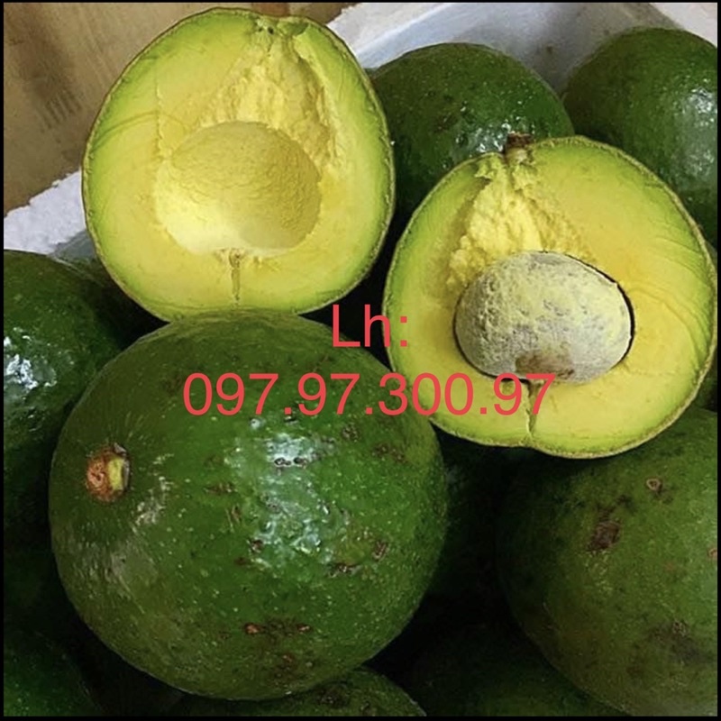 BƠ BOOT SIÊU NGON | BigBuy360 - bigbuy360.vn