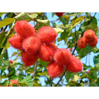 hạt điều màu loại 1
