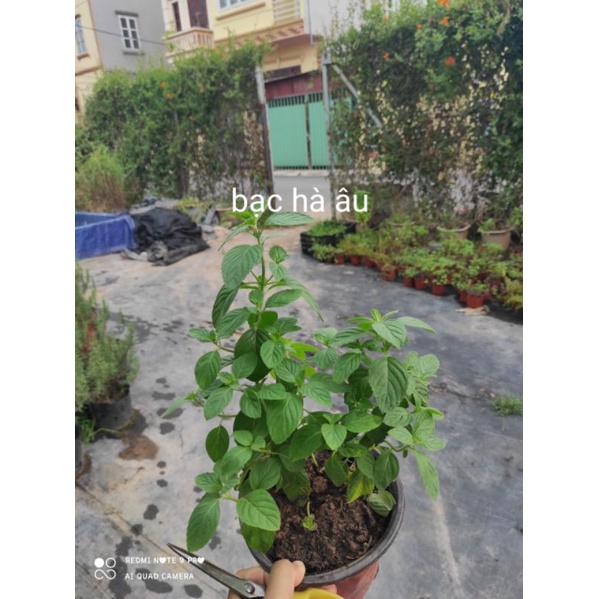 Cây bạc hà Âu