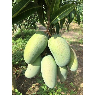 Xoài Hòn xưa