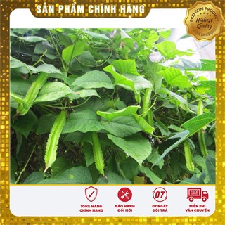 Hạt Giống Đậu Rồng LUCKY SEEDS ( Đậu Khế )