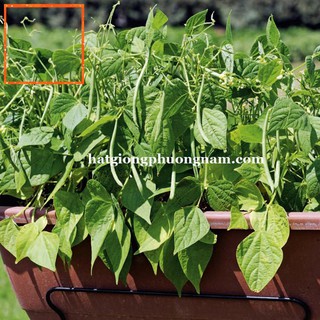 20GR - HẠT GIỐNG ĐẬU COVE XANH BỤI LÙN Hạt Giống Nông Trại Xanh