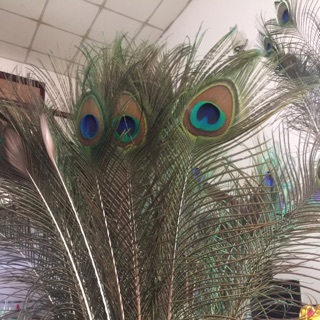 9 Lông công Khuyên mãi