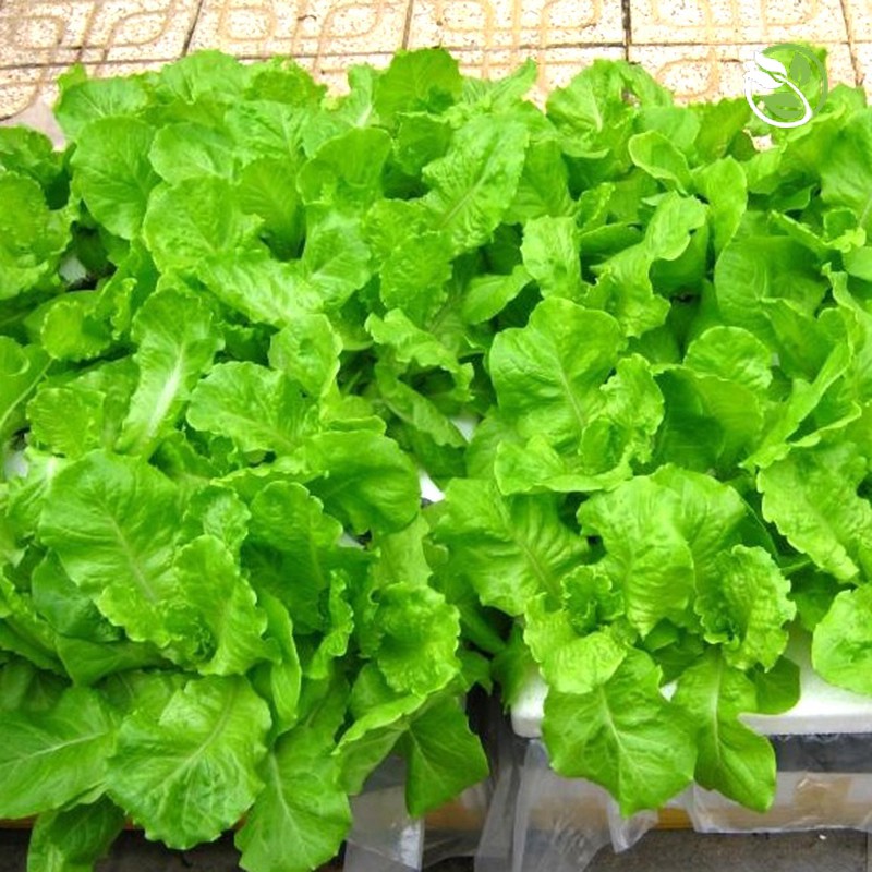 Hạt Giống Xà Lách PN-978 Phú Nông - Gói 10g - Lettuce