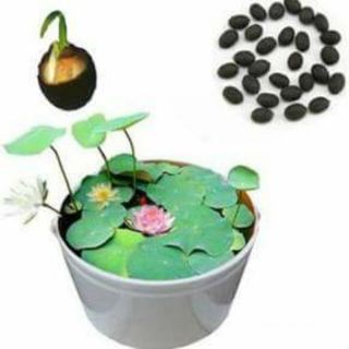 5 Hạt sen nhật mini Nhiều màu