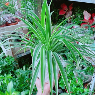 Chậu Cây Lan Chi (Dây Nhện)