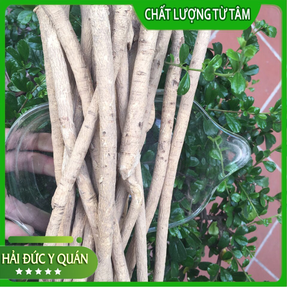 Sinh Hoàng Kỳ   Hoàng Kỳ Cây Loại 1 To, Đẹp, Thơm