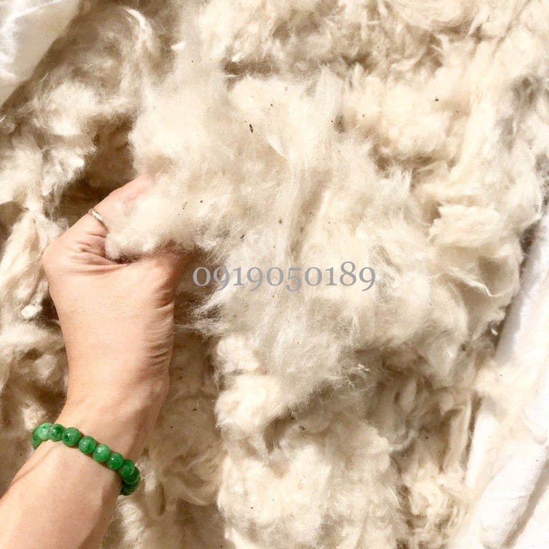 Bông gạo tự nhiên nhồi gối