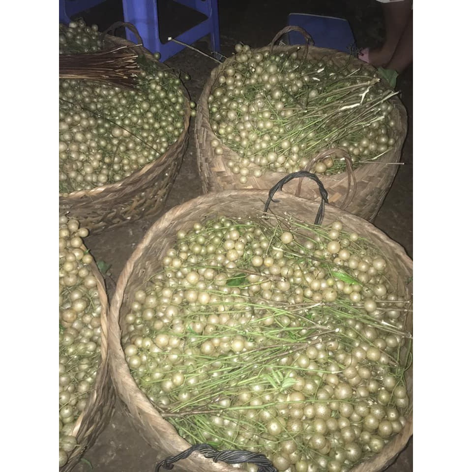 Móc mật ngâm lạng sơn 1.5kg