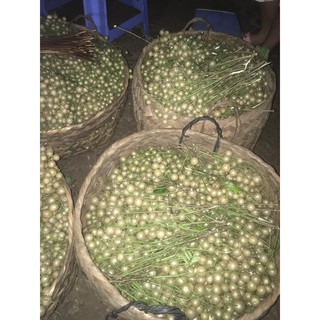 Móc mật ngâm lạng sơn 1.5kg