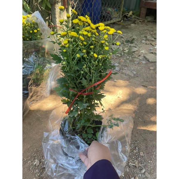 Cây hoa cúc chi vàng rủ bầu nhỏ