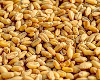 100g hạt giống cỏ lúa mì  ươm nảy mầm.