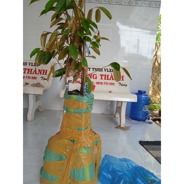 sầu riêng ri 6