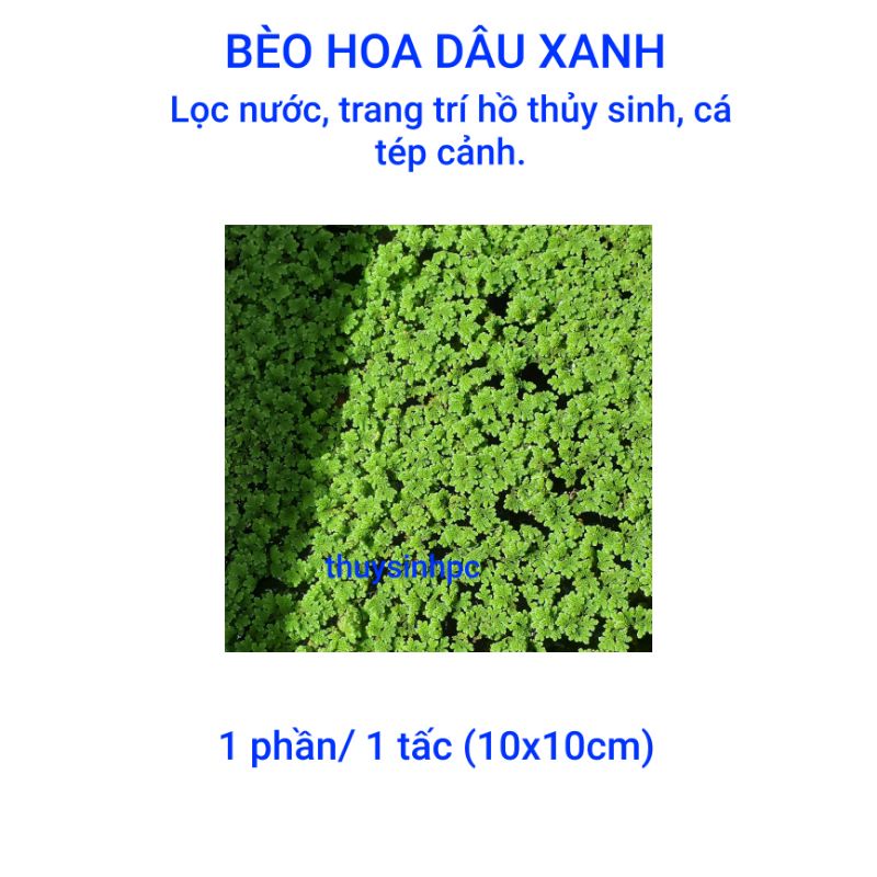 Bèo Hoa Dâu - Trang trí bể thủy sinh, cá, tép, tiểu cảnh, hòn non bộ