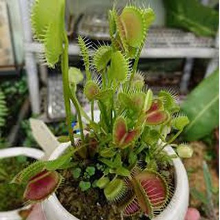 HẠT GIỐNG CÂY BẮT MỒI (5H)