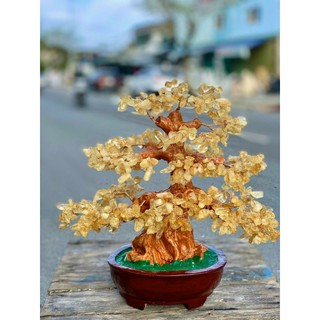 cây tài lộc thạch_anh