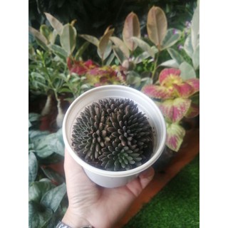 SEN ĐÁ NHÍM ĐEN🌵SIZE10CM🌵SIZE TRUNG 🌵SEN ĐÀ LAT🌵THUẤN SỨ NÓNG🌵FREESHIP🌵1 ĐỔI 1