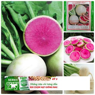 Hạt giống củ cải ruột đỏ tiến vua hà lan 30 hạt