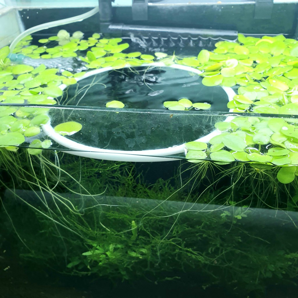 Vòng chắn bèo cho bể tép cảnh - Vòng chặn bèo cho bể cá - Tép Xinh Aqua