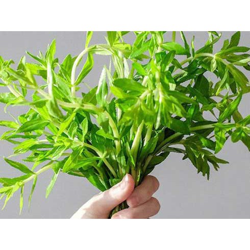 Chậu Rau Ngò Ôm