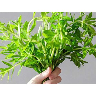 Chậu Rau Ngò Ôm ( Rau Ngổ)