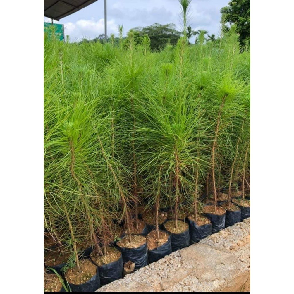 Hạt giống cây giống thông caribe - 1 gói 5 hạt