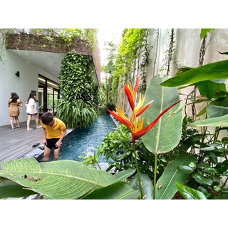 50cây hoa chuối mỏ két( hoa chuối thiênđiểu)