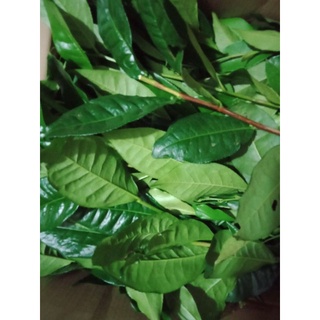 Lá Trà xanh (Chè tươi) 1kg