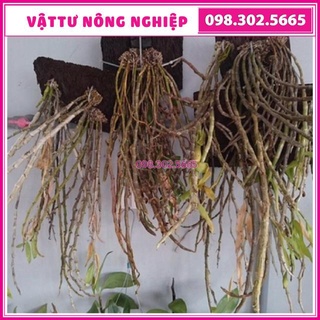 Dớn bảng ghép lan