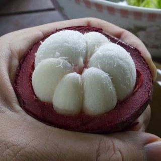 CÂY GIỐNG MĂNG CỤT