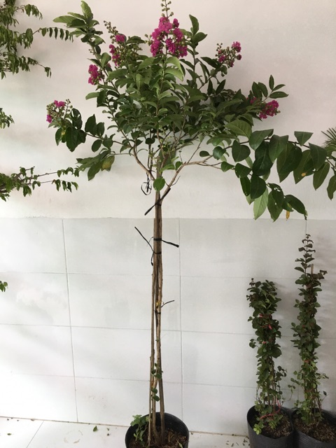 Cây bằng lăng thái thân tree ,cao 2 m