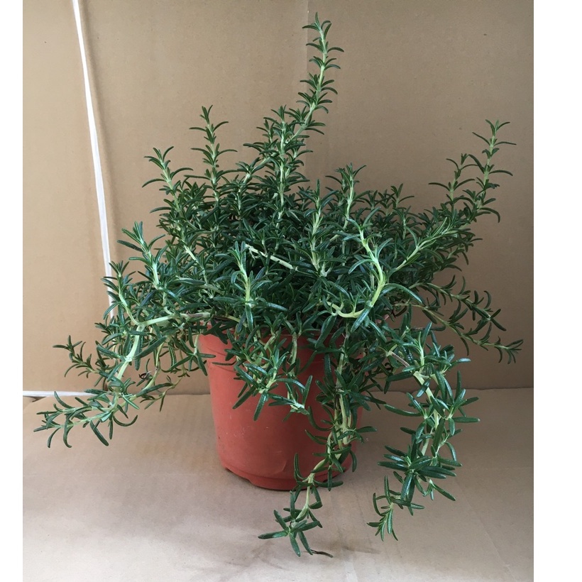 Hương Thảo rủ Hàn. thân cây khỏe, rễ ổn định, tán là rộng, chịu nhiệt tốt