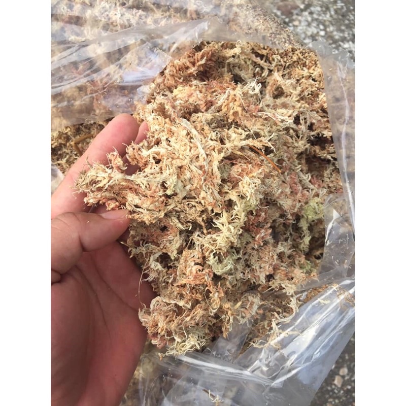 1kg rêu chile rêu sâu giữ ẩm hoa lan cây trồng