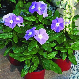 Hạt giống hoa dưa cạn tím violet f1 nhập khẩu nảy mầm >95% - 20h