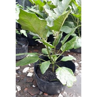 COMBO 3 CHẬU CÂY GIỐNG CÂY CÀ TÍM DÀI (CÀ TÍM DÁI DÊ), GIỐNG CHUẨN F1 + Tặng 02 cây nhót ngọt