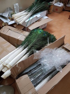 Lông công thật 100%  chiều dài 100cm [ sỉ từ 100 lông ]