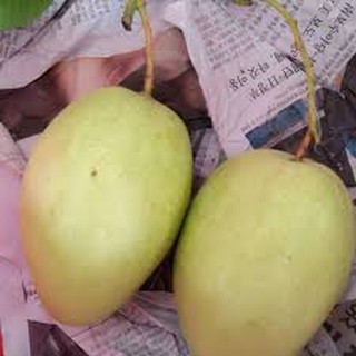 cây giống xoài tứ quý