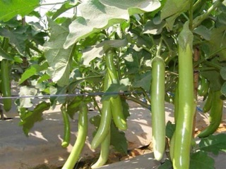 1gram- Hạt giống cà xanh Thái siêu dài