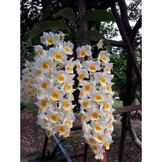 Lan Kiều Vuông Lộc Bắc