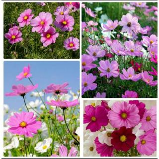 Hạt Giống Hoa Cánh Bướm 100H