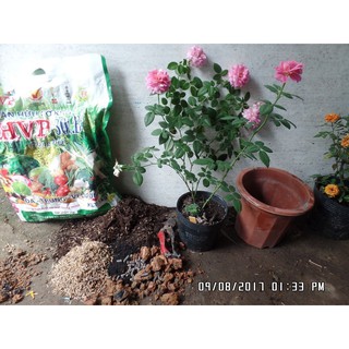 PHÂN DƠI NGUYÊN CHẤT - 500 Gram/ gói