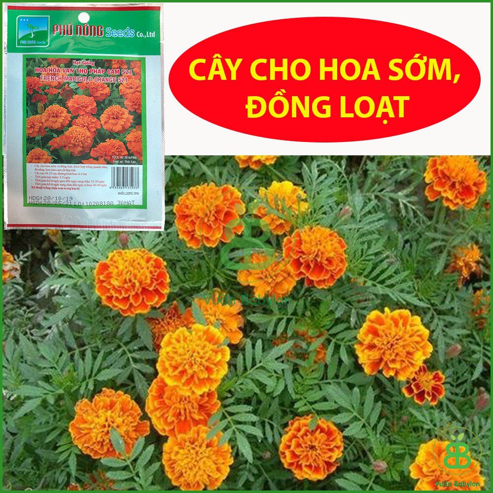 Hạt Giống Hoa Vạn Thọ Pháp Cam 30 HẠT