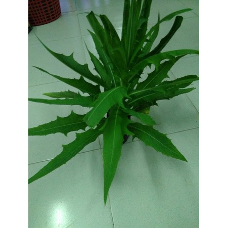03 Cây Bồ Công Anh Giống 981SP