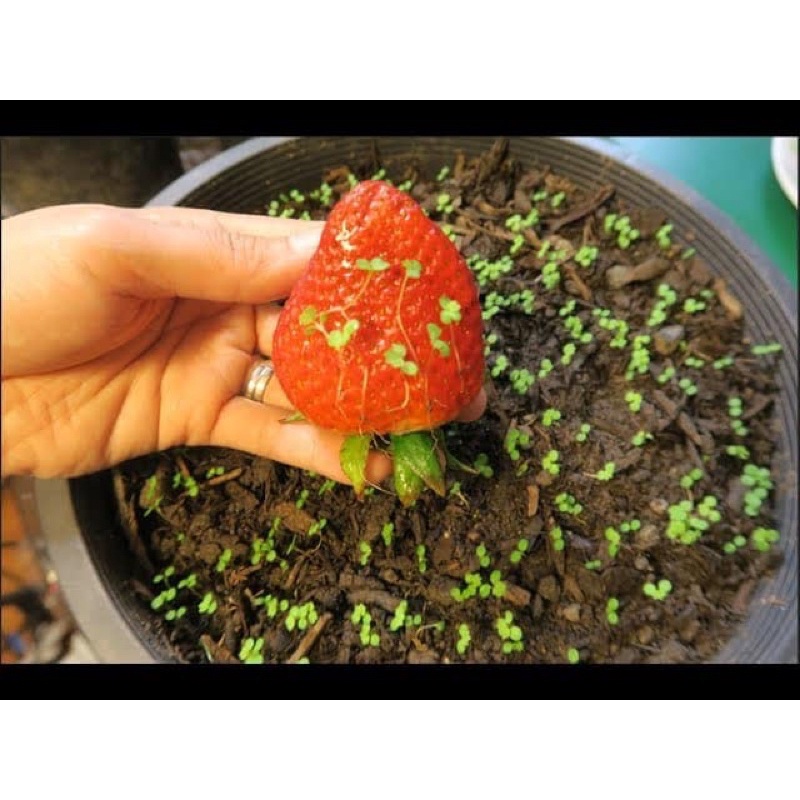 Hạt giống dâu tây F1 Loại chịu nhiệt dễ trồng năng suất cao kháng sâu bệnh ( 50gr ,100gr,200gr )