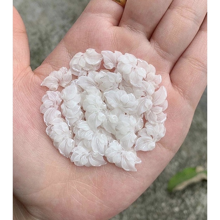 Hoa bột ẩn(giá 1 bông)