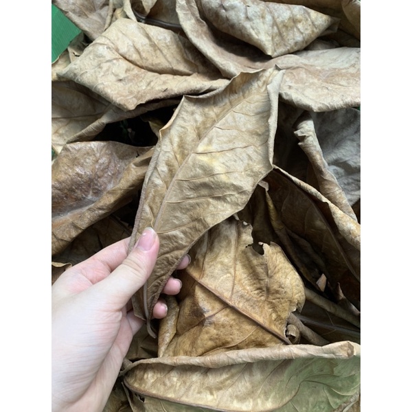 Lá bàng khô cho cá cảnh Betta và Guppy, trang trí hồ cá