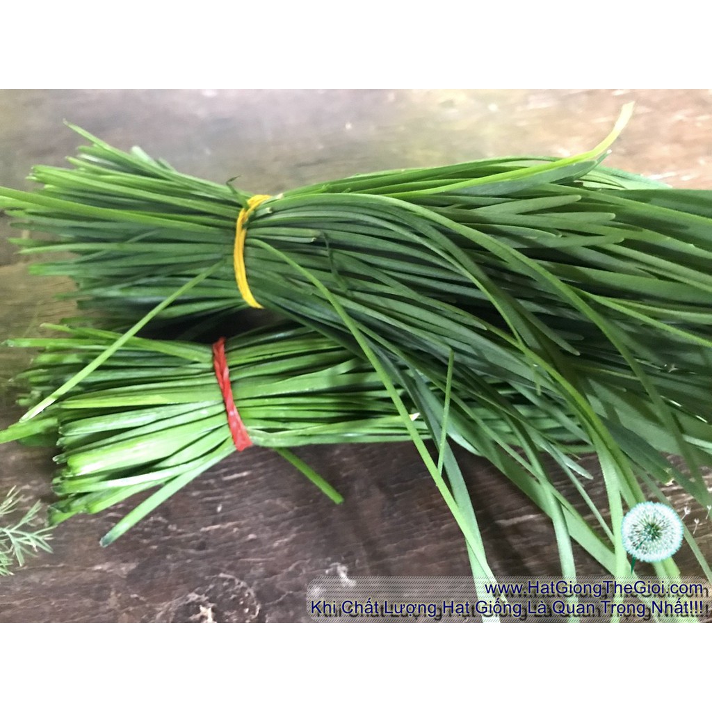1Gr Hạt Giống Hẹ Xanh Cao Sản (B3.405| C24*W43)