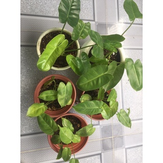 Trầu bà tỷ phú Philodendron Burle Marx
